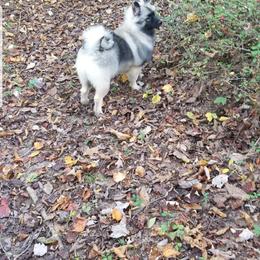 Keeshond Puppies from Hocking Hills Keeshonds