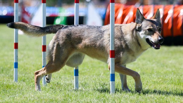 Find Czechoslovakian Vlcak puppies for sale