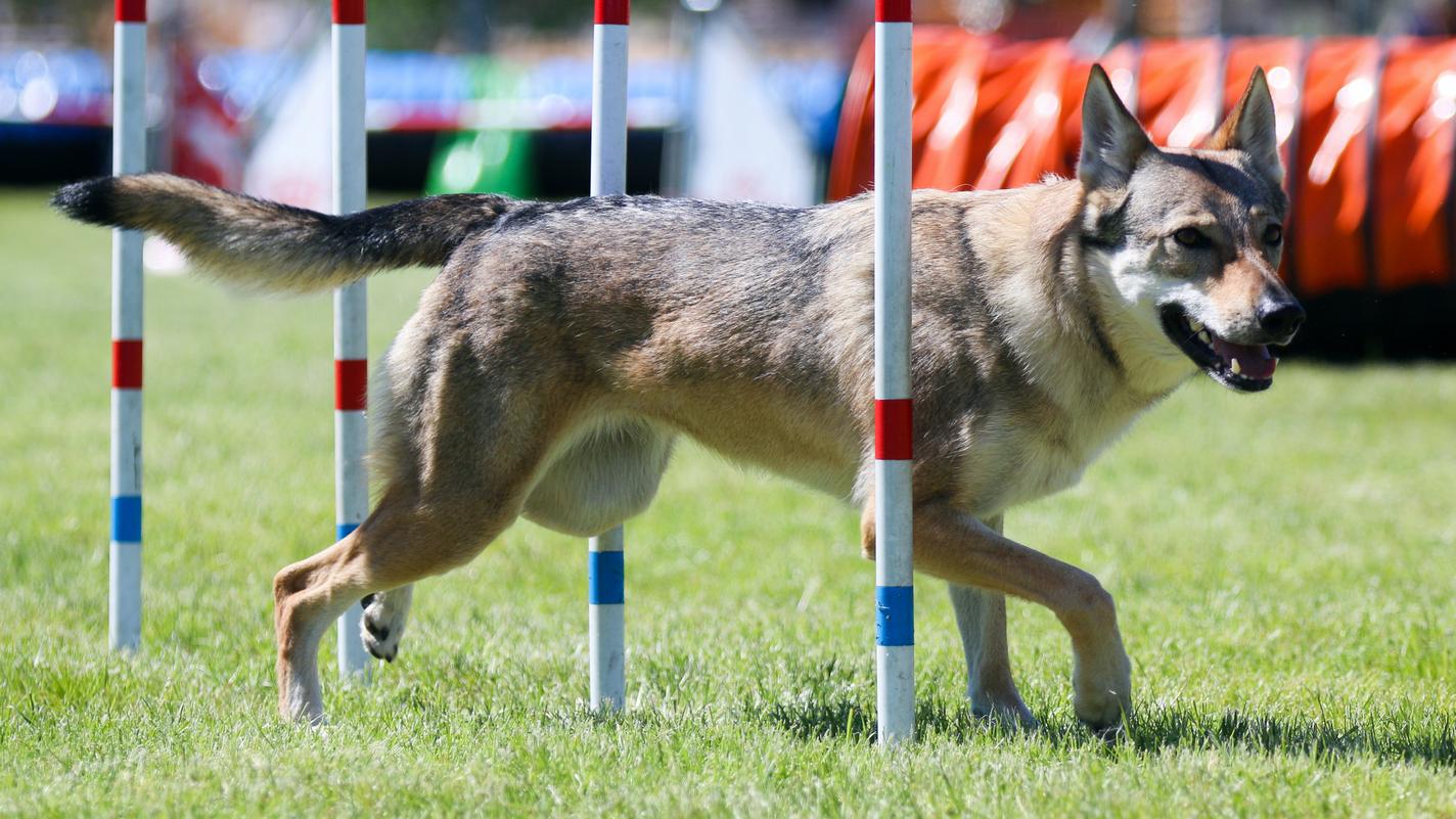 Czechoslovakian Vlcak