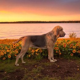 LuLu    450 pet home - Liver and tan female Bloodhound puppy in Inman, Nebraska from Sandhill Hounds of Nebraska