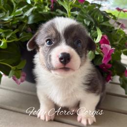 Shelly - Blue female Pembroke Welsh Corgi puppy in White Hall, Maryland from Folly Acres Corgis