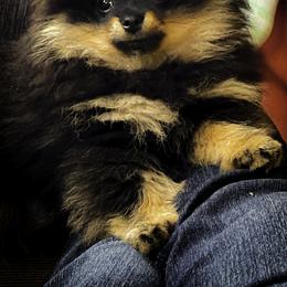 Pomeranian Puppies from Silver’s Reigning Heir Poms