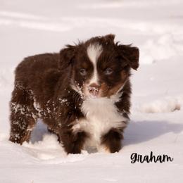 Graham - Red tri male Miniature Australian Shepherd puppy in Blackfoot, Idaho from Bellewynd Acres