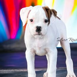 Boy 6 (Slice) - White Boxer puppy in Lafayette, Tennessee from Silver Rain
