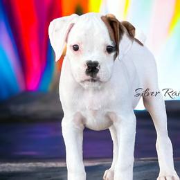 Boy 6 (Slice) - White Boxer puppy in Lafayette, Tennessee from Silver Rain