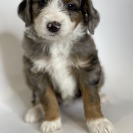 "Ginny" Aussiedoodle and Labradoodle Puppies from McDoodles of Texas