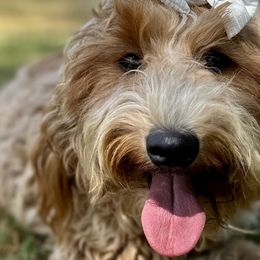 Snicks - Goldendoodle