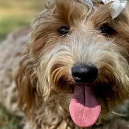 Snicks - Goldendoodle