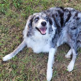 Border Collies from DiCola Farm