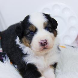 Australian Shepherd Puppies from Cooper Ridge Aussies