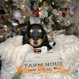 Kristoff - Dachshund puppy from Holder’s Doxie Farm