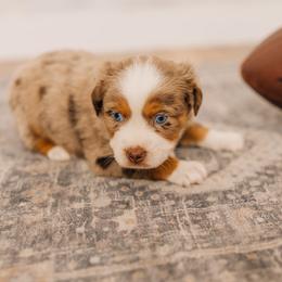 Niner - Red merle male Miniature Australian Shepherd puppy in Enoch, Utah from Twisted H Aussies