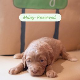 Miley - Apricot Goldendoodle puppy in St. George, South Carolina from Southern Hunters Mini Goldendoodles