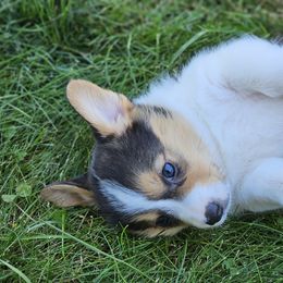Pembroke Welsh Corgi Puppies from Enchanted Corgis
