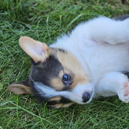 Pembroke Welsh Corgi Puppies from Enchanted Corgis