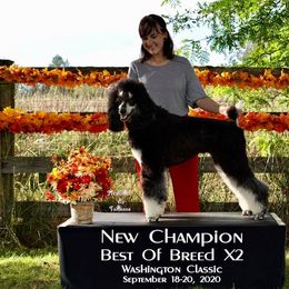 Poodle All Grown Up from High Desert Standard Poodles