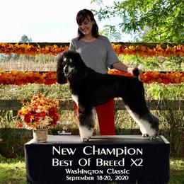 Poodle All Grown Up from High Desert Standard Poodles
