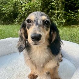 Minny - Dapple female Dachshund puppy in Biloxi, Mississippi from Southern Doxies