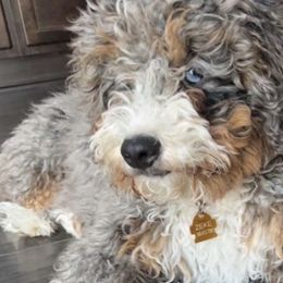 Bernedoodles and Bernese Mountain Dogs from Michigans Bernedoodle’s