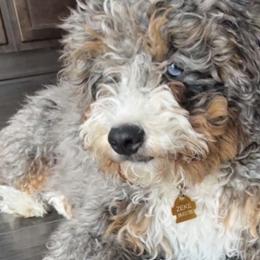 Bernedoodles and Bernese Mountain Dogs from Michigans Bernedoodle’s