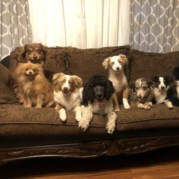 Miniature Australian Shepherd and Toy Australian Shepherd Puppies from SBA Aussies