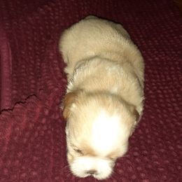 Shih Tzu Puppies from N.F.S.T Imperial ShihTzu Puppies.