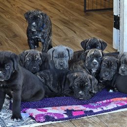 Cane Corso from Firebrand Cane Corso