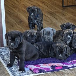 Cane Corso from Firebrand Cane Corso