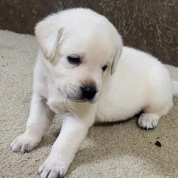 Sy - Yellow male Labrador Retriever puppy in Middleburg, Pennsylvania from Countrylanes labs
