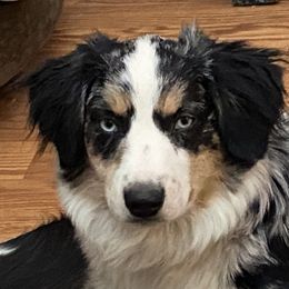 Miniature Australian Shepherd All Grown Up from Tincture of Thyme