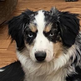 Miniature Australian Shepherd All Grown Up from Tincture of Thyme