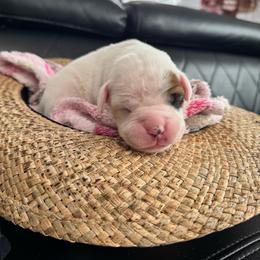 Yellow - White female Boxer puppy in Denver, Colorado from Yuni’s AKC Boxers