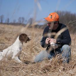 English Springer Spaniels and Labrador Retrievers from Woodland Kennel