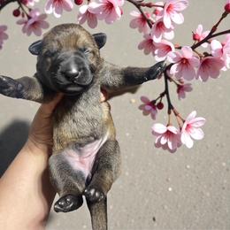 Joanie - Sable female German Shepherd puppy in Oakland, Oregon from VHM German Shepherds