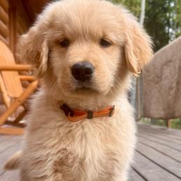 George - Golden male Golden Retriever puppy in North Pole, Alaska from Mulberry Retrievers