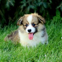Tatter - Red male Pembroke Welsh Corgi puppy in St. Charles, Iowa from Kim Boyle's Pembroke Welsh Corgis