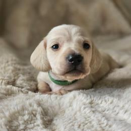 Green collar - Cream male Dachshund puppy in Pasco, Washington from Loyal Lil Dachshunds