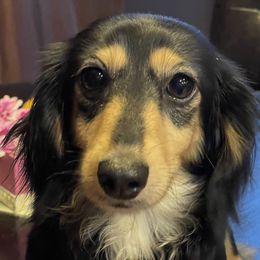 Holly - Dachshund