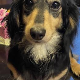 Holly - Dachshund