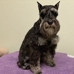 Max - Miniature Schnauzer