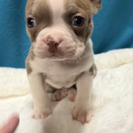 Jesse - Lilac male Boston Terrier puppy in Wellington, Ohio from Twist of Faith Farms
