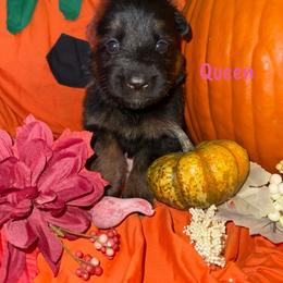 Queen Pink Collar - Black and red female German Shepherd puppy in Hillsboro, Indiana from Salty Raccoon Ranch German Shepherds