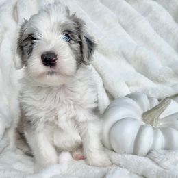 Old English Sheepdog and Sheepadoodle Puppies from The Great White Fluffalo
