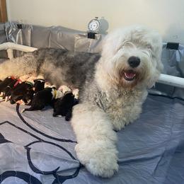 Old English Sheepdog Puppies from Yadah Sheepdogs