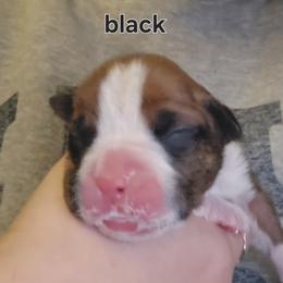 Boy 1 - Fawn male Boxer puppy in Plainville, Connecticut from AKC Boxer Club Plainville and Plank trail boxers