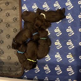 Girl 3 - Brown female Boykin Spaniel puppy in Victoria, Minnesota from Northern Flight Boykins