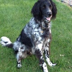 Large Münsterländers from Breezy Point Kennel