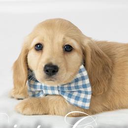 Cashmere - Cream male Dachshund puppy in Laurel, Maryland from Dainty Cream Doxies