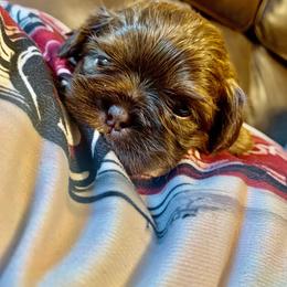 Shih Tzu puppies from Wilson Kennel