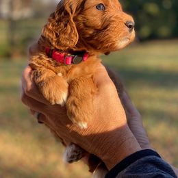 Goldendoodle Puppies from Central Kentucky Goldendoodles